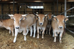 Nos boeufs de la race parthenaise