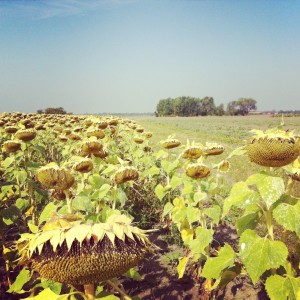 Champ de Tournesol